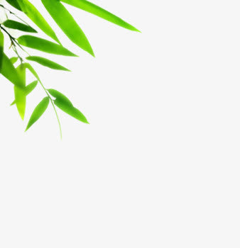 绿色清新竹叶风光端午装饰专题