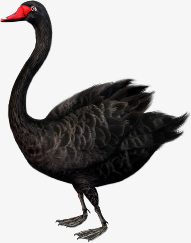 黑天鹅鸟类珍稀物种