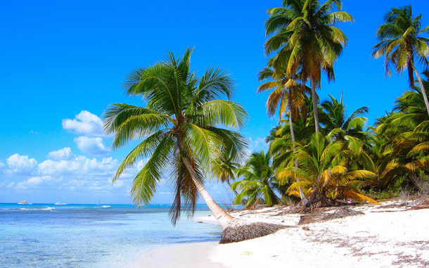 椰子树海滩沙滩宽屏