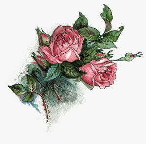 手绘蔷薇PNG透明图，情人节节日元素，高清设计素材下载