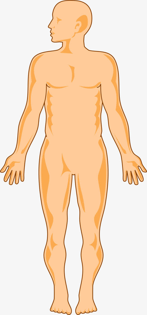 男人身体图