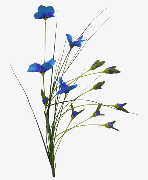 花枝花草蓝色花朵兰花