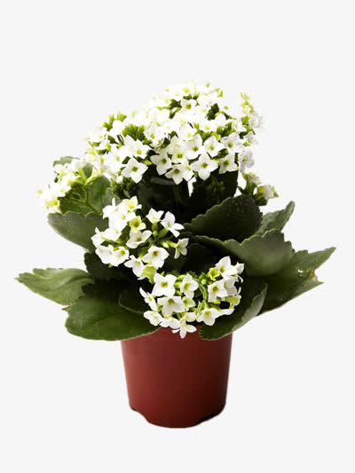 白色的盆花