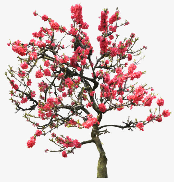 红色花朵  立面树png