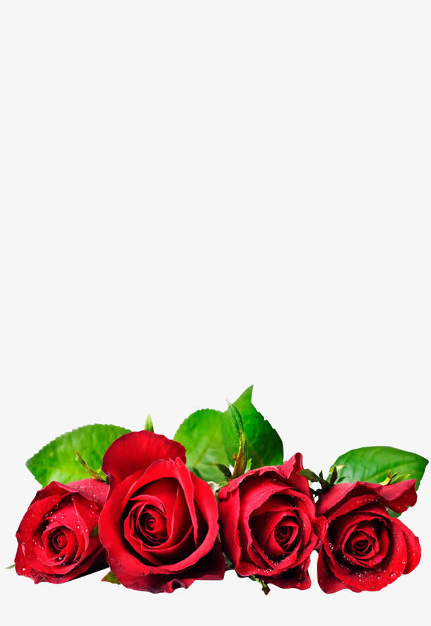 玫瑰 红玫瑰 情人节 送爱人