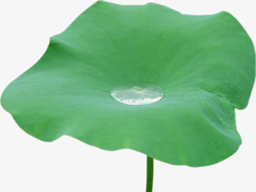 春天绿色荷叶上的水滴装饰