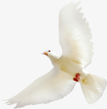 白色和平鸽效果摄影图