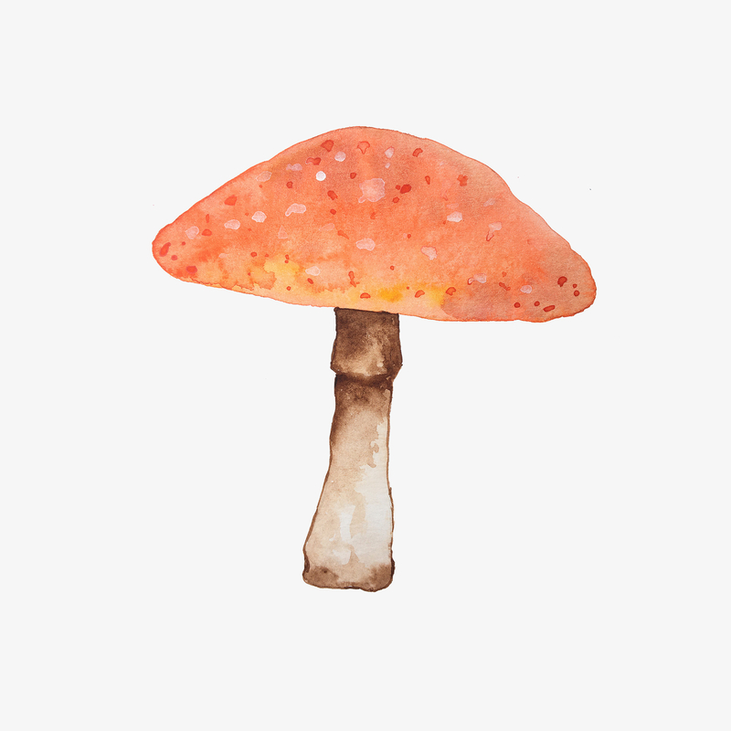 水彩蘑菇手绘装饰