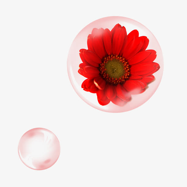 泡泡里的菊花
