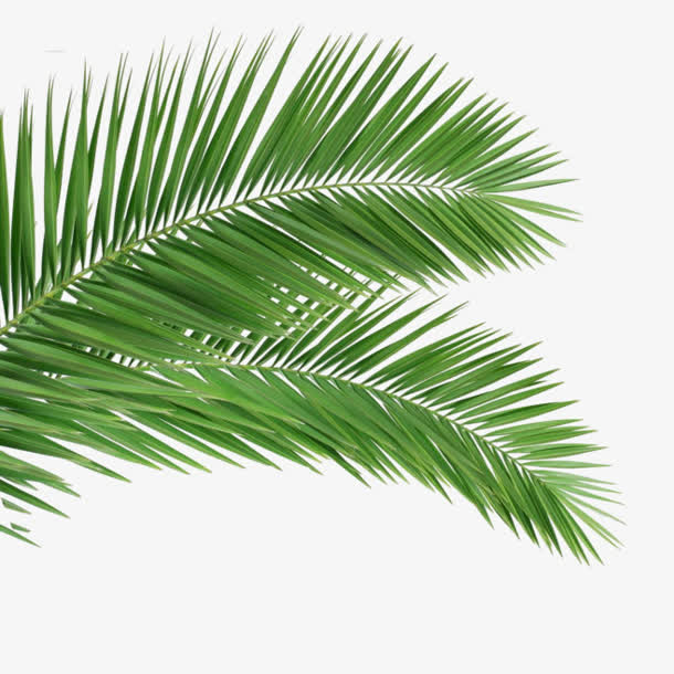 高清摄影绿色的草本植物棕榈叶