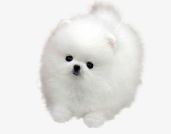 白色可爱小狗图片