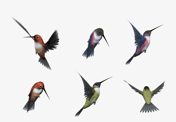 五彩斑斓飞翔的鸟类