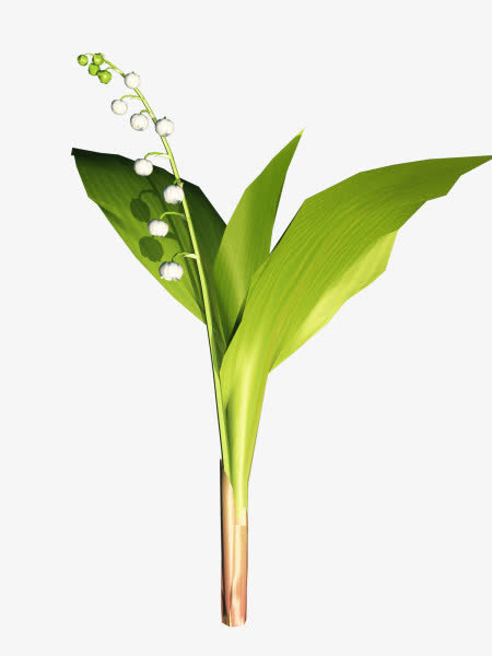 淡绿芦苇免抠PNG图片素材