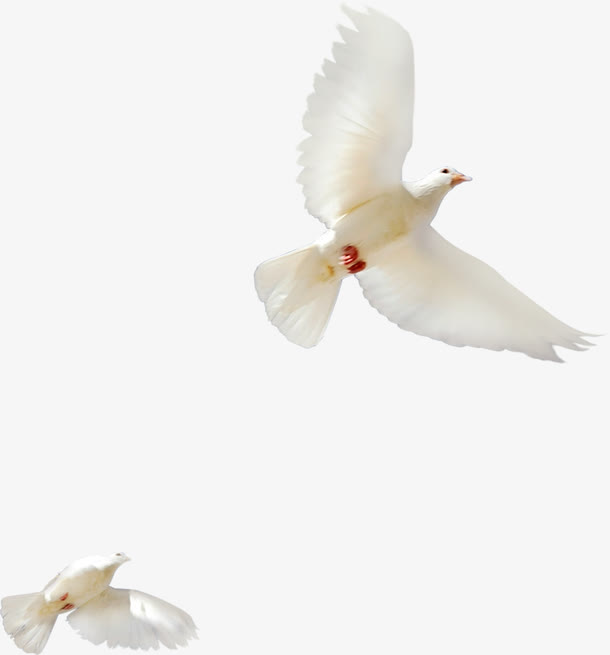 高清白色飞翔和平鸽