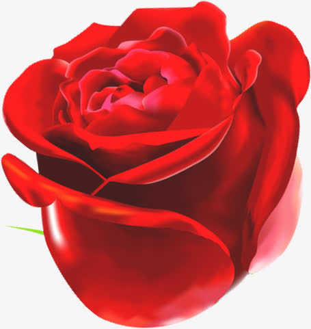 红色娇艳绽放玫瑰