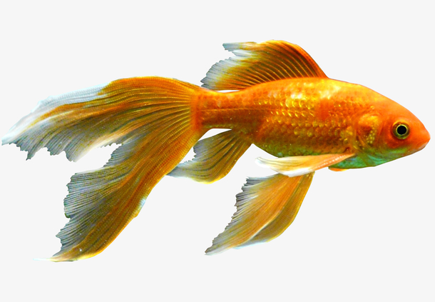 金色金鱼