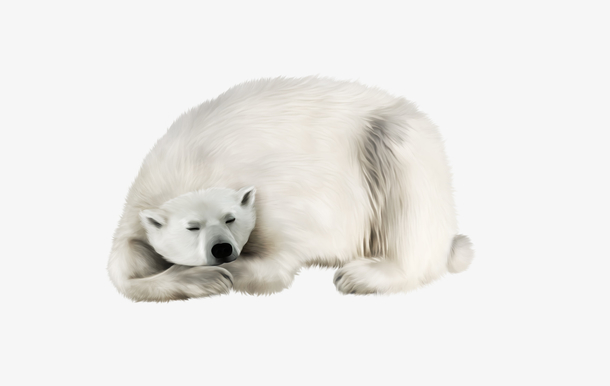 睡着的北极熊