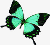 春季绿色飞翔的蝴蝶
