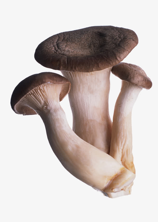 营养鲜嫩蘑菇