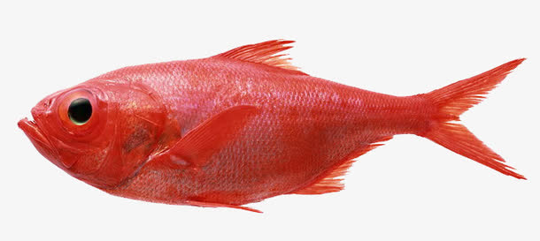 红色的鱼