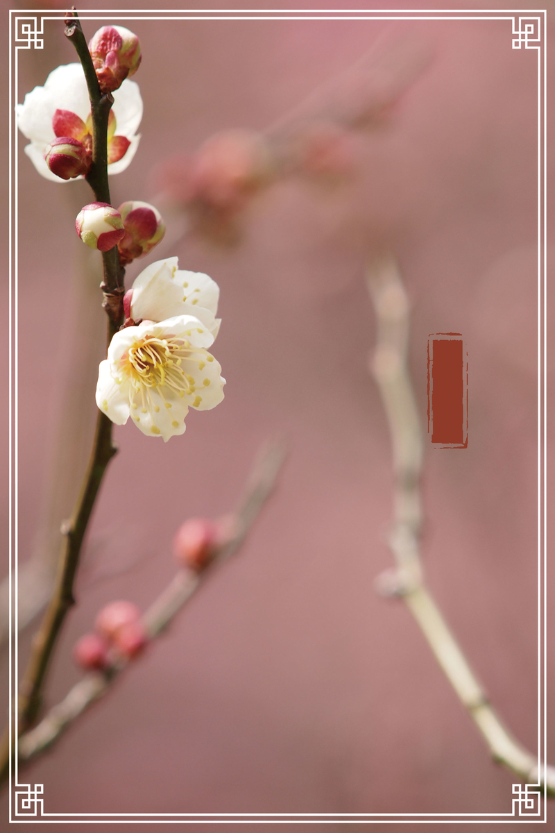 粉色摄影传统节气杏花线框背景
