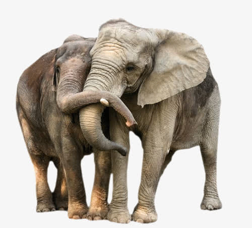 亲吻的大象动物图