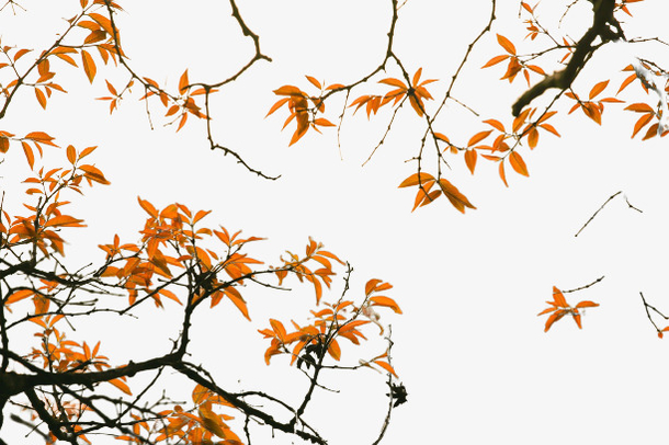 秋季满屏枫叶