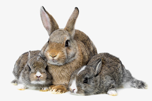 三只兔子