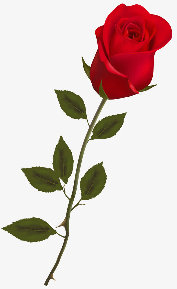 一枝带刺的玫瑰花