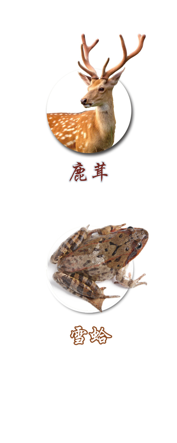 鹿茸青蛙