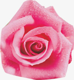 粉色露珠花朵元素