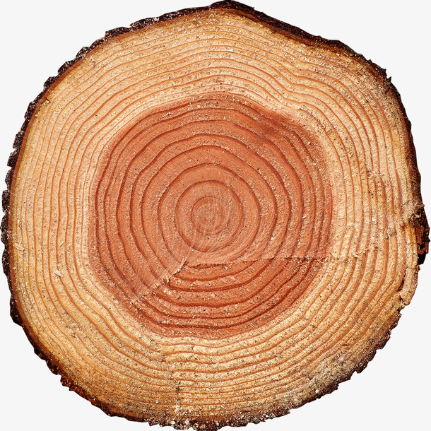 木桩 年轮 树木 木头 切割面
