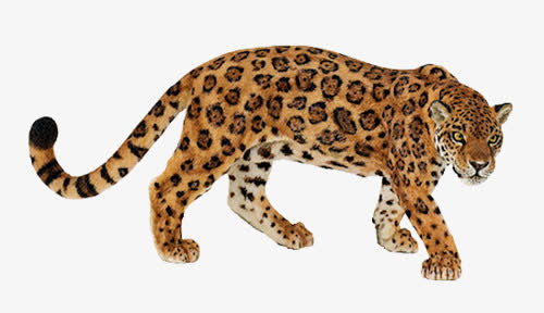 猫科动物猛禽花纹豹