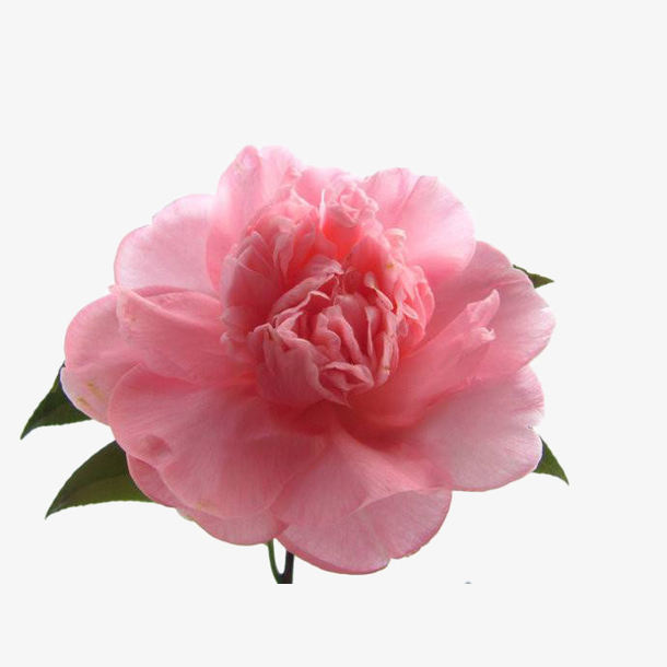 一朵粉红的唯美山茶花植物免抠