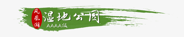 绿色毛笔墨迹凤凰湖湿地公园标题图