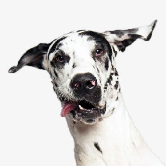 吐舌头的黑白斑点狗狗