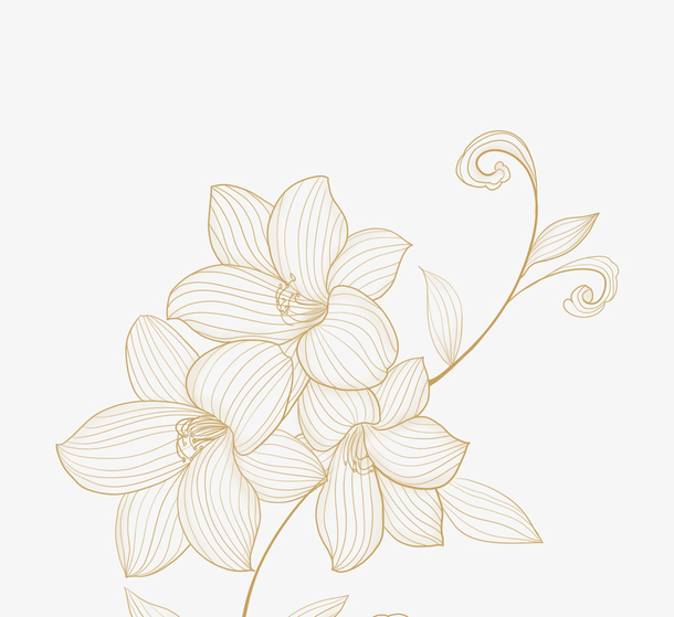 金线描花卉植物