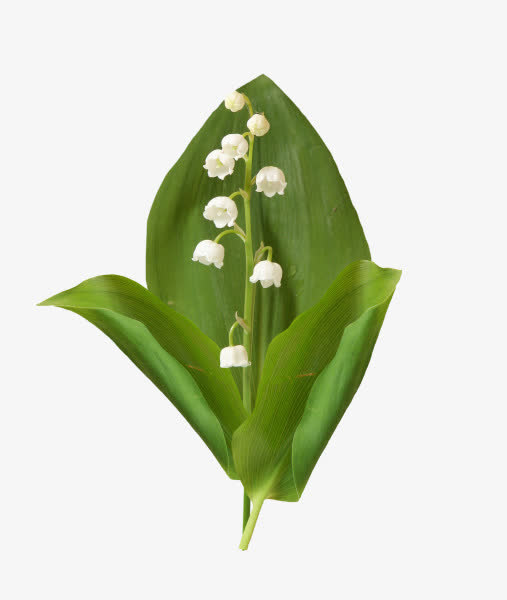 绿叶包白花免抠PNG图片素材