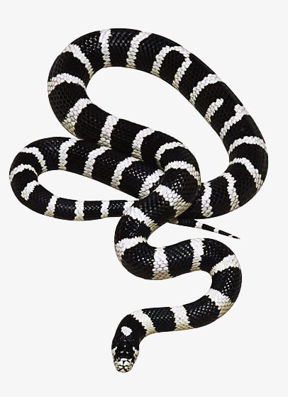 蛇-凶猛的水蛇
