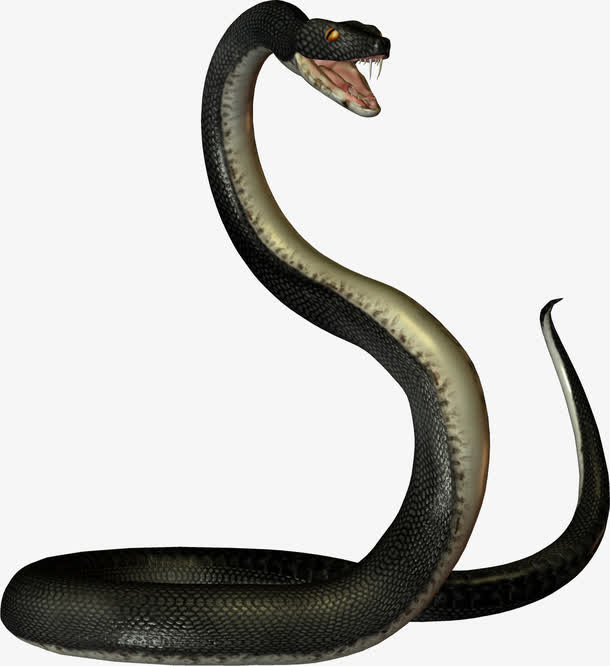 黑色毒蛇