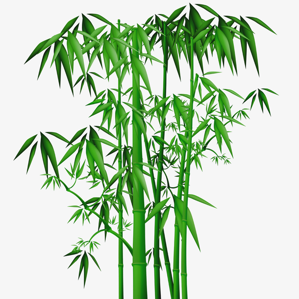植物绿植竹子