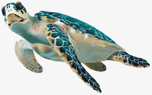 手绘彩色大海龟