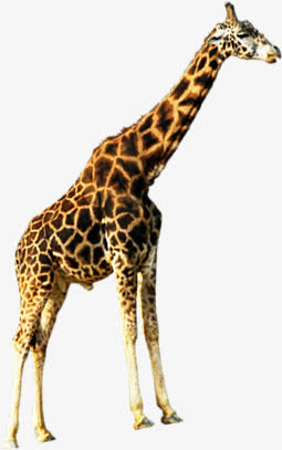 动物长颈鹿海报设计