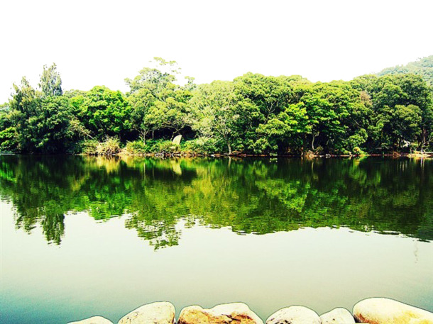 厦门水边绿树风景