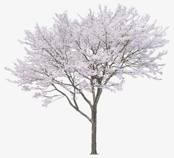 冬日中落满雪花的树木