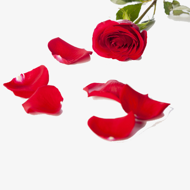 一地玫瑰花瓣设计元素