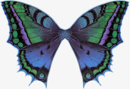 蓝色花纹蝴蝶翅膀PNG透明背景素材