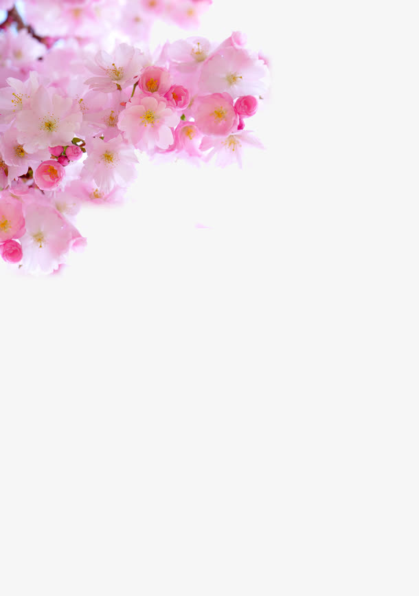 日本粉色清新樱花