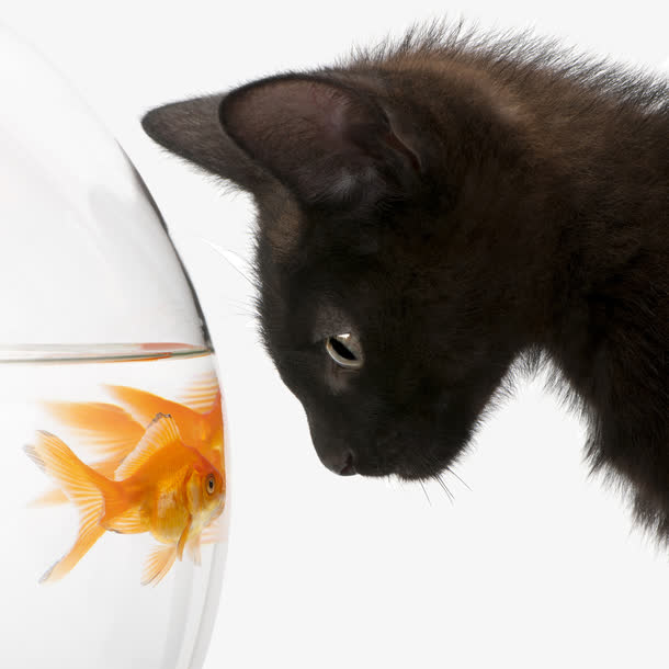 黑猫看金鱼对眼图片