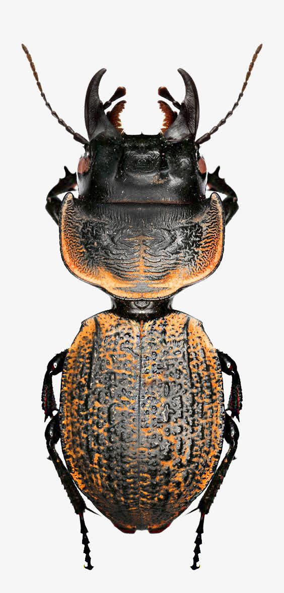 橙棕色铁甲虫
